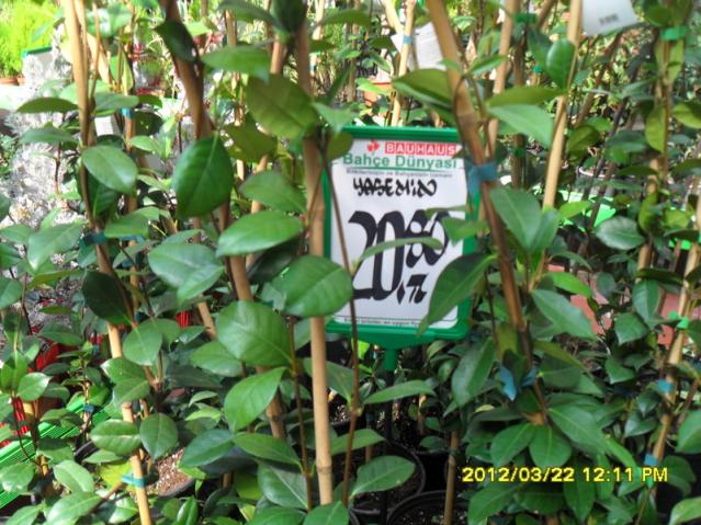 Name:  022.jpg
Views: 2377
Size:  70.3 KB