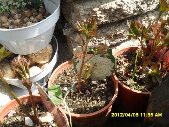 Name:  002.jpg
Views: 1195
Size:  70.1 KB