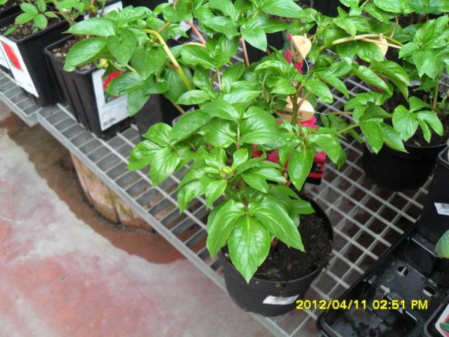 Name:  017.jpg
Views: 1959
Size:  61.2 KB