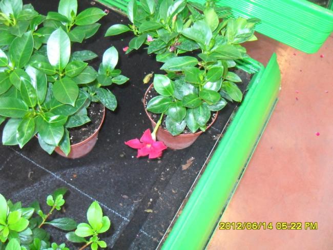 Name:  011.jpg
Views: 833
Size:  56.6 KB