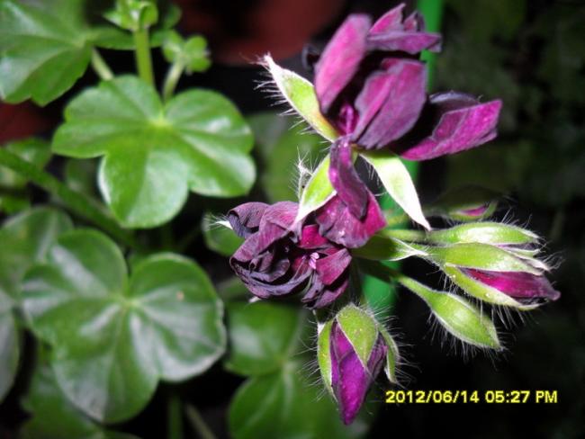 Name:  020.jpg
Views: 804
Size:  42.4 KB
