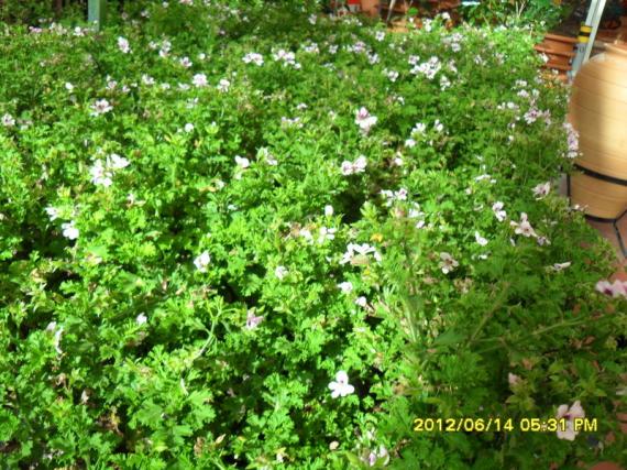 Name:  026.jpg
Views: 843
Size:  73.9 KB