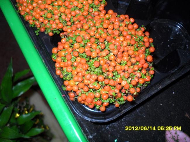 Name:  035.jpg
Views: 803
Size:  59.0 KB