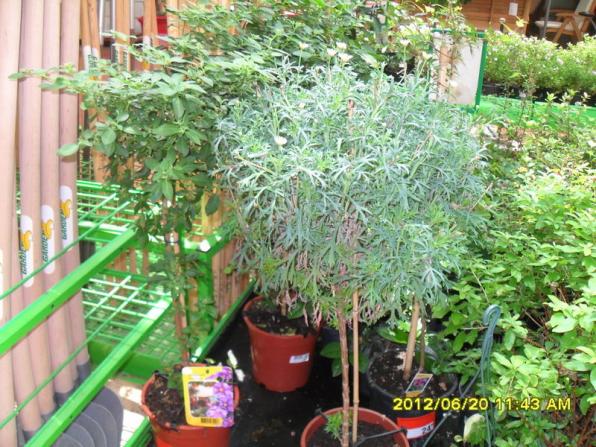 Name:  020.jpg
Views: 1053
Size:  72.3 KB
