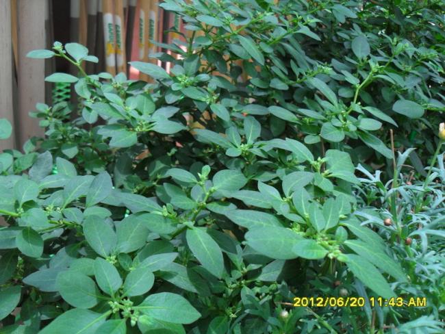 Name:  021.jpg
Views: 995
Size:  68.7 KB