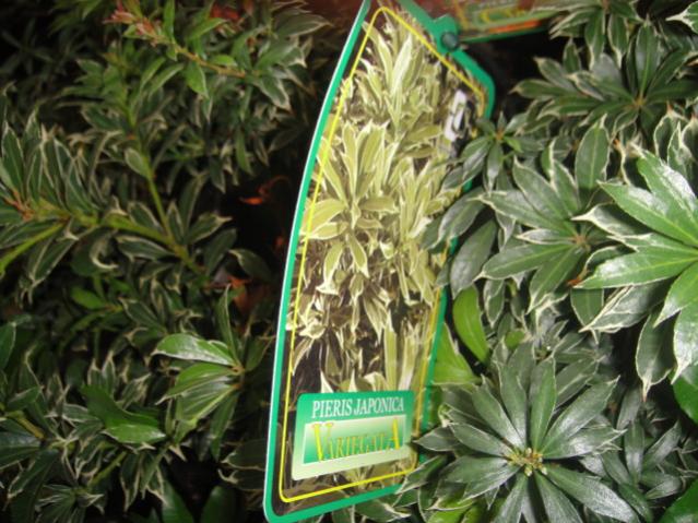 Name:  013.jpg
Views: 2958
Size:  61.9 KB