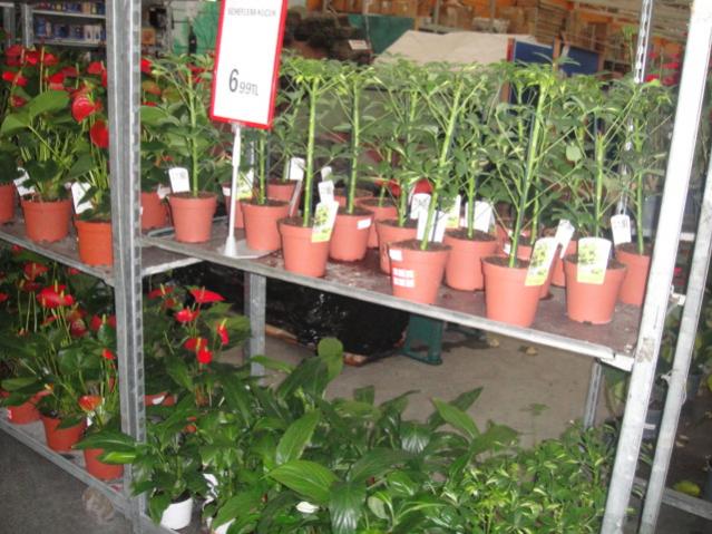 Name:  024.jpg
Views: 2621
Size:  61.6 KB