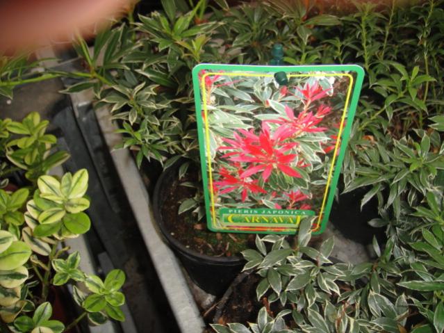 Name:  028.jpg
Views: 2631
Size:  64.1 KB