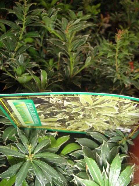Name:  029.jpg
Views: 2595
Size:  58.0 KB