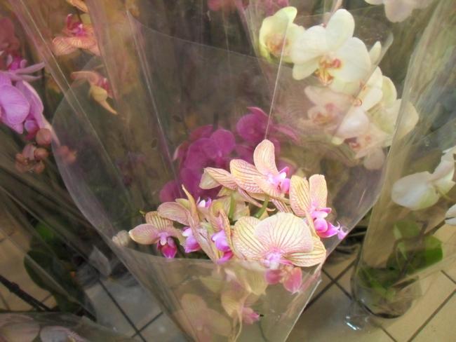 Name:  02-002.jpg
Views: 2827
Size:  40.5 KB