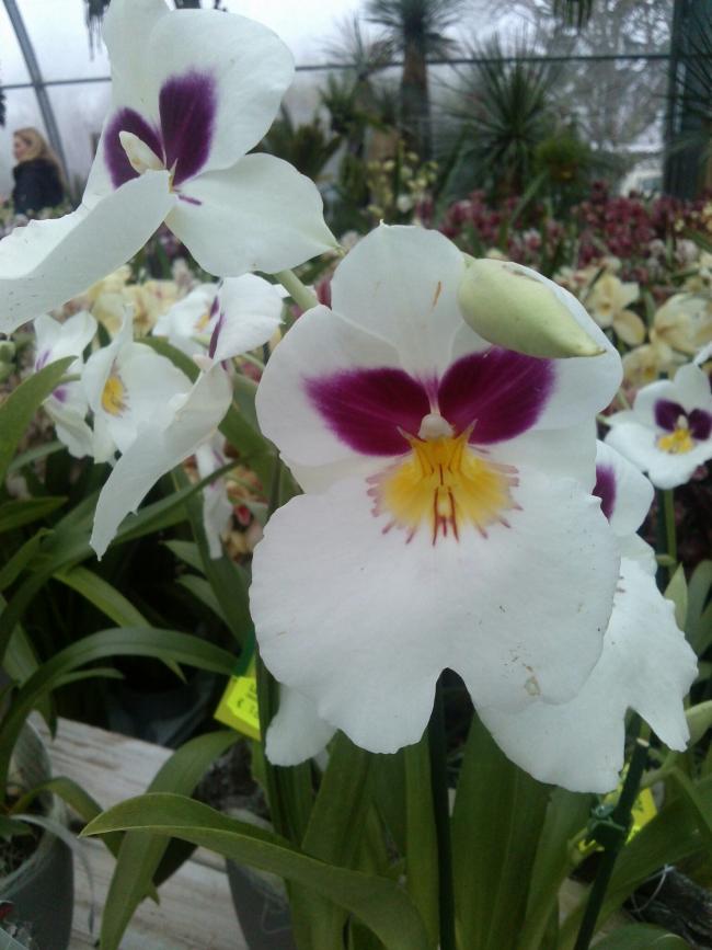 Name:  aviary_1358698556587.jpg
Views: 846
Size:  61.7 KB