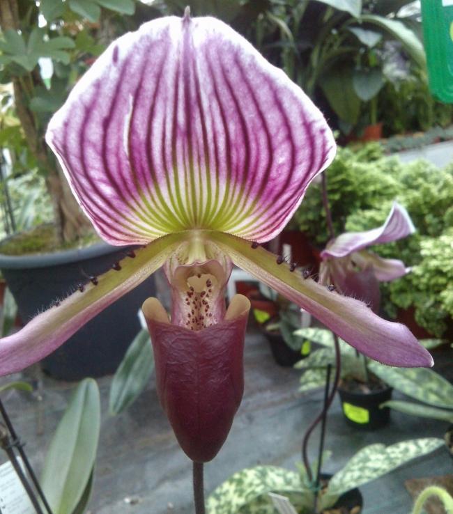 Name:  aviary_1358698593794.jpg
Views: 842
Size:  68.7 KB