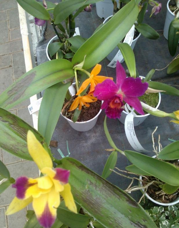 Name:  aviary_1358714996430.jpg
Views: 824
Size:  71.5 KB