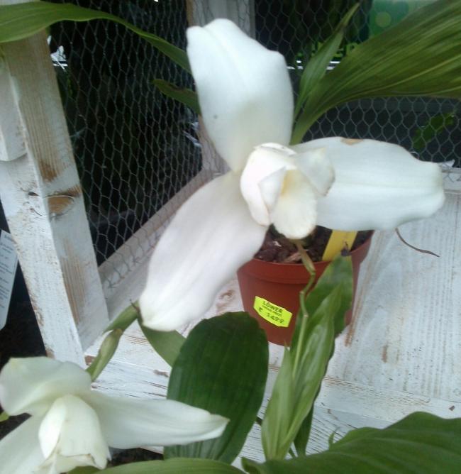 Name:  aviary_1358715114326.jpg
Views: 803
Size:  51.0 KB