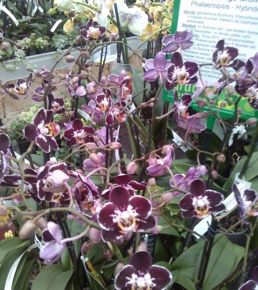 Name:  aviary_1358715299327.jpg
Views: 1097
Size:  77.2 KB