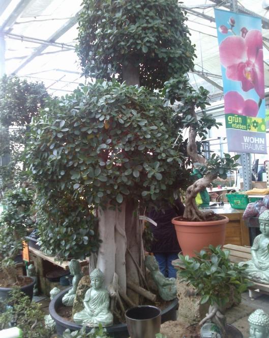 Name:  aviary_1358715490404.jpg
Views: 801
Size:  76.1 KB