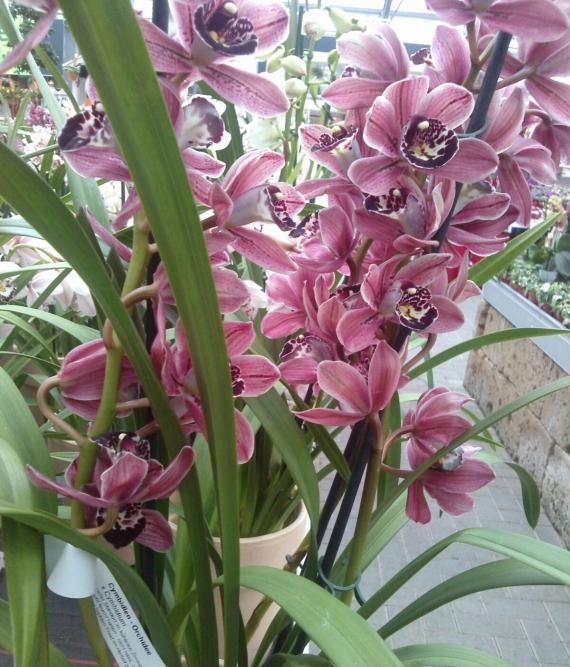Name:  aviary_1358718934798.jpg
Views: 784
Size:  74.7 KB
