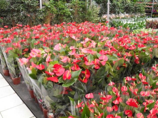 Name:  85-052.jpg
Views: 1214
Size:  71.0 KB