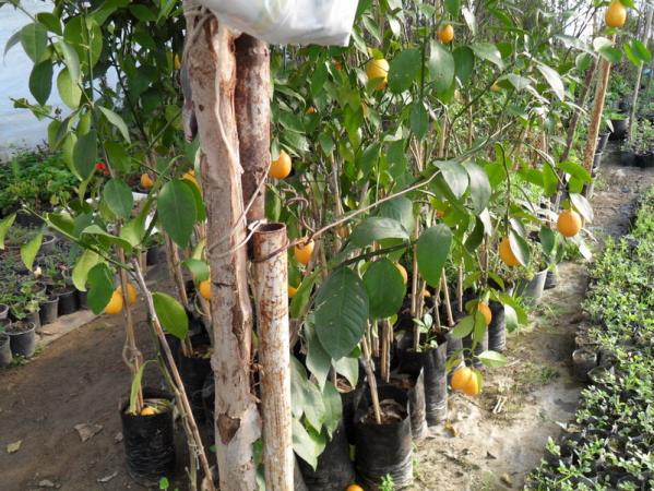 Name:  161-177.jpg
Views: 1116
Size:  72.6 KB