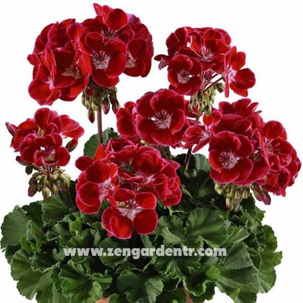 Name:  sardunya3 (600 x 600).jpg
Views: 6359
Size:  60.8 KB