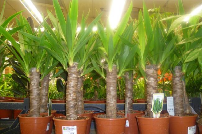 Name:  YUCCA.jpg
Views: 2594
Size:  50.3 KB