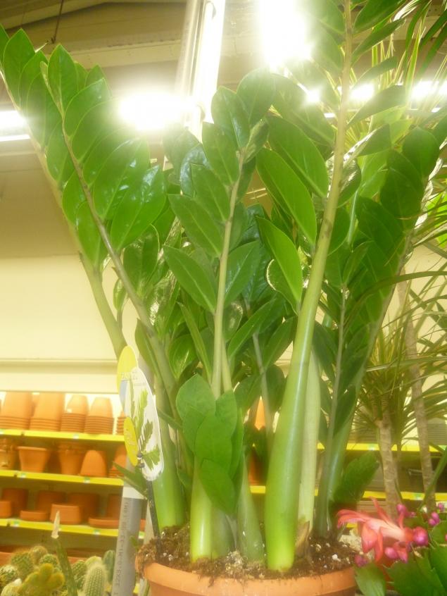 Name:  ZAMIA ZAMIOCULCAS ZAMIIFOLIA.jpg
Views: 2940
Size:  70.0 KB