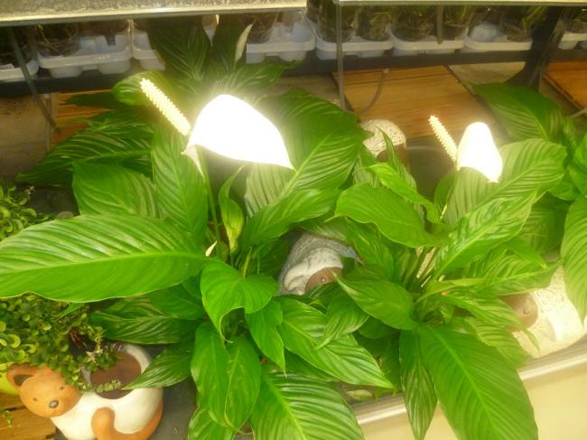 Name:  SPATHYPHYLLUM (BARIS CICEGI).jpg
Views: 3124
Size:  49.8 KB