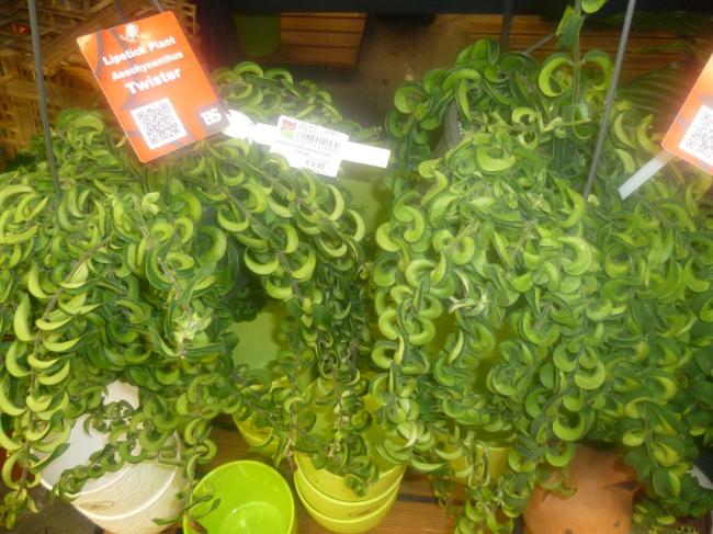 Name:  AESCHYNANTHUS TWISTER (RUJ CICEGI).jpg
Views: 3811
Size:  61.5 KB