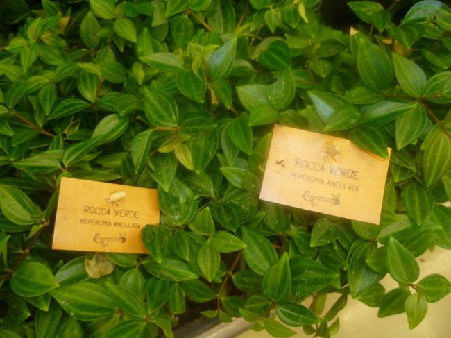 Name:  PEPEROMIA ANGULATA.jpg
Views: 2802
Size:  49.4 KB