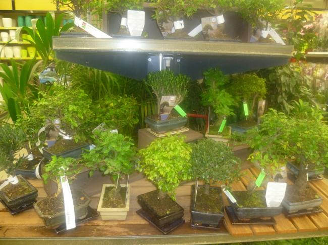Name:  BONSAI.jpg
Views: 2421
Size:  60.4 KB