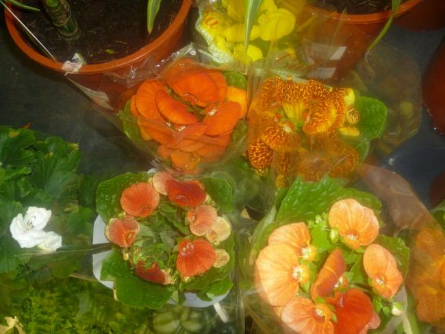 Name:  CALCEOLARIA MIX (CANTA CICEGI).jpg
Views: 2642
Size:  48.3 KB