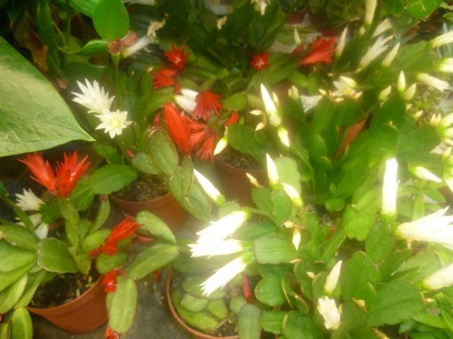 Name:  SCHLUMBERGERA (YILBASI CICEGI).jpg
Views: 3341
Size:  46.8 KB
