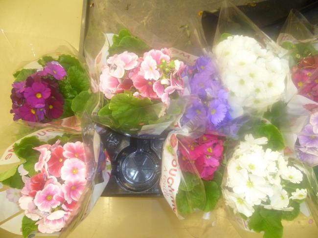 Name:  PRIMULA OBCONICA (ONBIR AY CICEGI).jpg
Views: 3222
Size:  44.3 KB