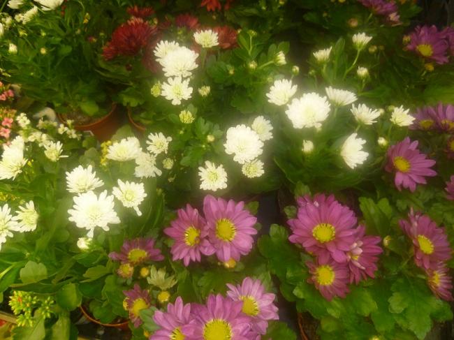 Name:  CHRYSANTHEMUM (KASIMPATI).jpg
Views: 2795
Size:  52.9 KB