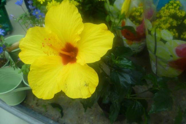 Name:  HIBISCUS (AMBER CICEGI).jpg
Views: 2743
Size:  29.0 KB
