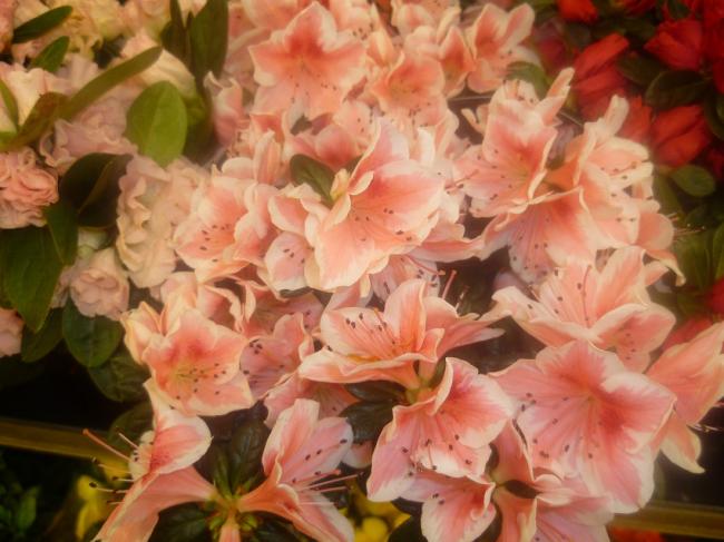 Name:  AZALEA (ACELYA 1).jpg
Views: 2341
Size:  47.4 KB