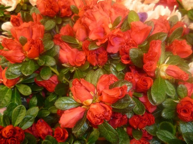 Name:  AZALEA (ACELYA 2).jpg
Views: 2722
Size:  56.8 KB