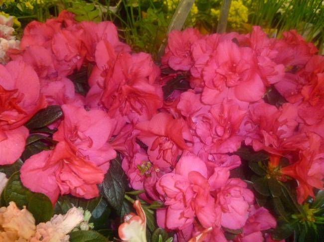 Name:  AZALEA (ACELYA).jpg
Views: 2684
Size:  48.7 KB
