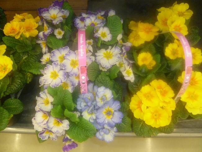 Name:  PRIMULA (CUHA CICEGI 2).jpg
Views: 2364
Size:  48.4 KB