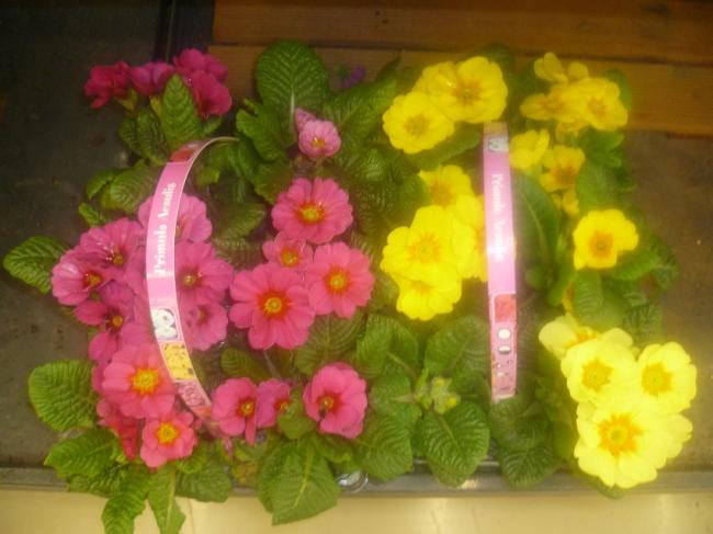 Name:  PRIMULA (CUHA CICEGI  1).jpg
Views: 2466
Size:  39.5 KB