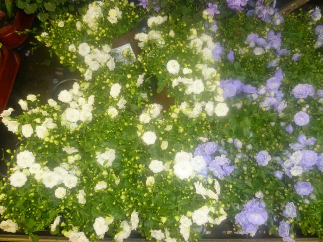 Name:  KATMERLI CAMPANULA.jpg
Views: 2306
Size:  67.9 KB