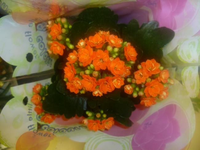 Name:  KALANCHOE 1.jpg
Views: 2473
Size:  35.4 KB