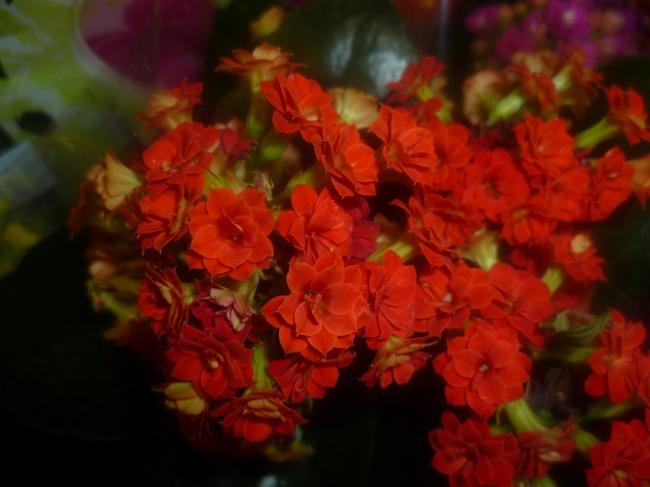 Name:  KALANCHOE 2.jpg
Views: 2486
Size:  34.4 KB