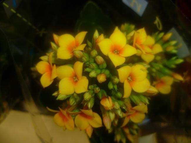 Name:  KALANCHOE 3.jpg
Views: 2419
Size:  27.5 KB