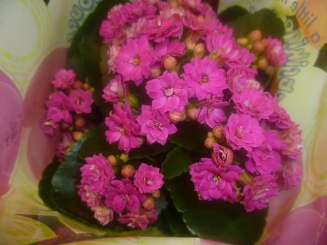 Name:  KALANCHOE 4.jpg
Views: 2587
Size:  38.7 KB