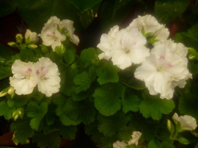 Name:  PELARGONIUM (SARDUNYA 2).jpg
Views: 2100
Size:  30.1 KB