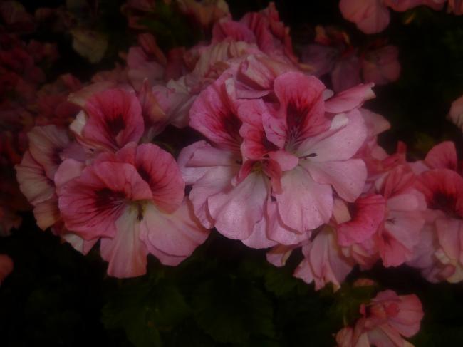 Name:  PELARGONIUM ( SARDUNYA 3).jpg
Views: 2061
Size:  28.5 KB