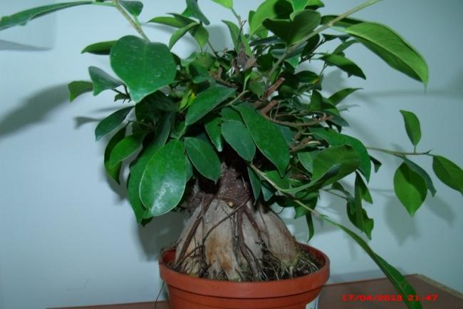 Name:  GEDC3433 (800x533).jpg
Views: 1606
Size:  37.2 KB