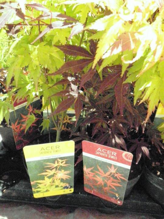 Name:  acer.jpg
Views: 3566
Size:  74.2 KB