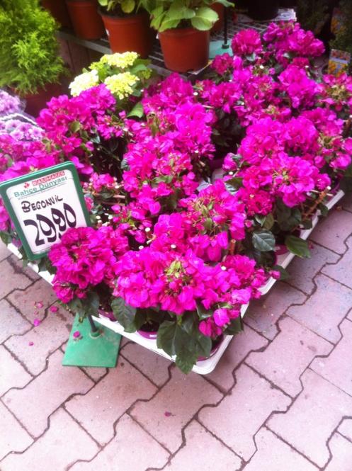 Name:  24-024.jpg
Views: 1442
Size:  71.1 KB